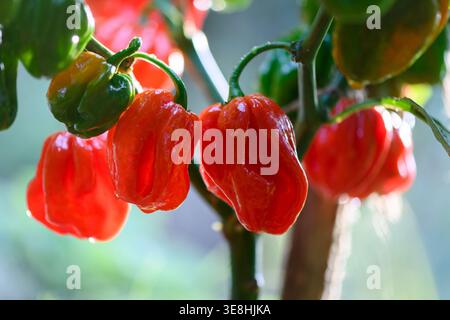 Rote Habanero-Paprika, die auf einer Pflanze mit grünem Blatthintergrund wachsen. Frische Chilischoten natürliche Gartenszene aus nächster Nähe Stockfoto