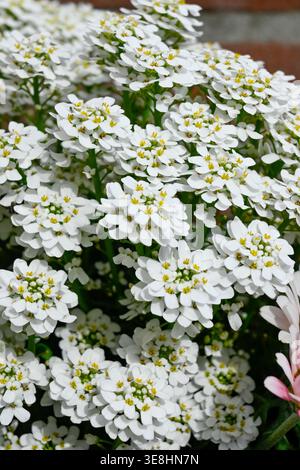 Blüte auf wilden Blumen Iberis sempervirens, immergrüne Süßigkeiten oder mehrjährige Süßigkeiten, Pflanze von der Iberischen Halbinsel, Europa, Natur Hintergrund, gard Stockfoto