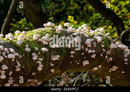 Gruppe kleiner weißer Pilze, die auf einem umgestürzten Baumstamm wachsen. Foto im Nationalpark Veluwe in den Niederlanden. Stockfoto