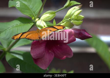 Julia Helikonischer Schmetterling (Dryas Iulia), der auf einer violetten Mandevilla-Blume ruht. Stockfoto