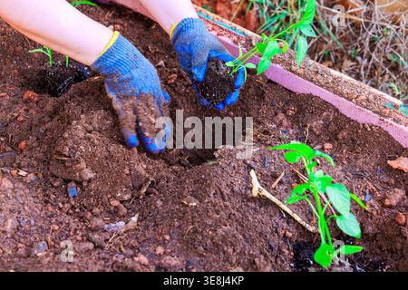 Mit dem Boden bedeckte Hände kleine Tomatenpflanzen in die Löcher des Bodengartens legen. Stockfoto