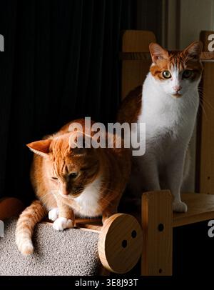 Zwei Ingwer und weiße Katzen sitzen auf einem Holzkatzenbaum in sanfter Innenbeleuchtung. Stockfoto
