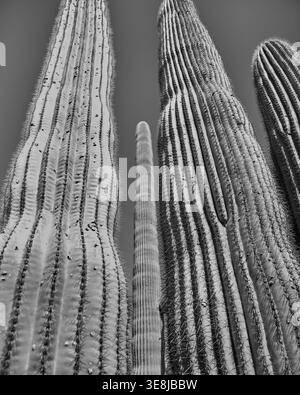 Schwarz-weiß-Architekturporträt eines hoch aufragenden Saguaro-Kakteen, das die strukturelle Widerstandsfähigkeit und vertikale Form der Wüstenikone unterstreicht. Stockfoto