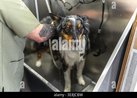 Australischer Schäferhund, der in einer Edelstahlwanne in einem professionellen Haustierpflegesalon steht, von einem Pflegefachmann gewaschen wird, und die Tierpflege veranschaulicht Stockfoto