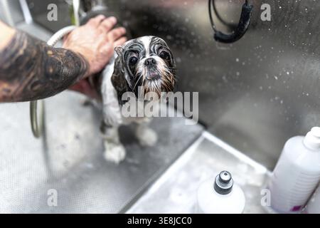 Shih Tzu Hündchen blickt mit nassem, seifigem Fell direkt in die Kamera, während ein professioneller Groomer mit tätowiertem Arm es sanft in einem rostfreien ste wäscht Stockfoto