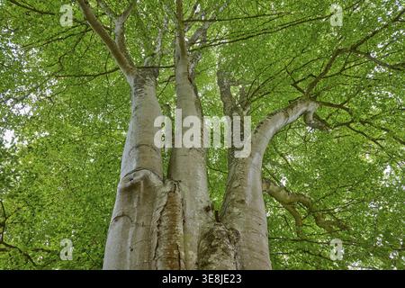 Blick von unten auf einen großen Baum mit dichtem grünen Baldachin, majestätische und friedliche Kupferbuche (Fagus sylvatica), Cawdor, Nairn, Schottland, Vereinigtes Königreich Stockfoto