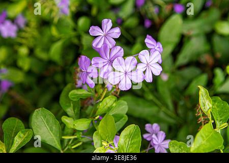 Plumbago auriculata mit zarten blauen und violetten Blüten, selektiver Fokus auf den Vordergrundblüten vor verschwommenem grünem Laubhintergrund. Aufnahmen Stockfoto