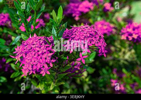 Lebendige Ixora coccinea Blüten, bekannt als Dschungelflamme, mit leuchtend orange, rosa und rot gewachsenen Blüten und glänzend grünen Blättern im tropischen gard Stockfoto
