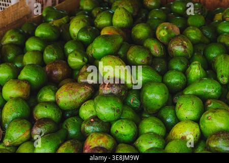 Eine Vollformataufnahme eines großen Haufens frischer grüner Avocados auf einem Markt. Stockfoto