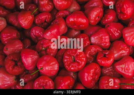 Eine Nahaufnahme eines großen Haufens reifer roter Wasseräpfel (Rosenäpfel). Das Bild hebt die einzigartige Glockenform und das glänzende, leuchtende Rot hervor. Stockfoto