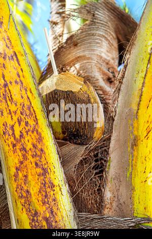 Extremes Makro der Stammrinde von Cocos nucifera mit faserigen Schichtrillen, horizontalen Narben und natürlichem Netzmuster. Fängt authentische Bio-T ein Stockfoto