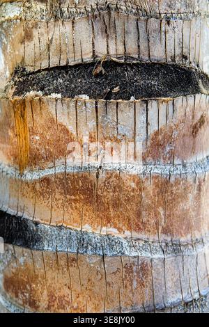 Äußerste Nahaufnahme der Stammrinde von Cocos nucifera mit charakteristischen horizontalen Narbenringen, rauer Faserstruktur, Rissen und Schichten braun-grau Stockfoto