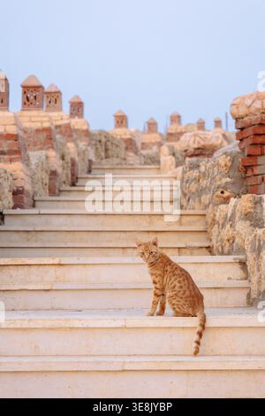 Rothaarige, nicht reinrassige Katze sitzt auf den Sprossen der Treppe. Ingwerkatze auf der Straße am Sommermorgen. Vertikales Foto. Stockfoto