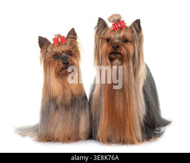 Erwachsener yorkshire Terrier vor weißem Hintergrund Stockfoto
