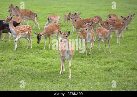 Damhirsche in freier Wildbahn auf einer Lichtung Stockfoto