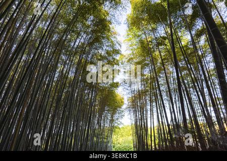 Nach oben sehen Sie hohe Bambusbäume, die grüne Baldachin mit Sonnenlicht und blauem Himmel zwischen Blättern bilden, Kyoto, Japan Stockfoto