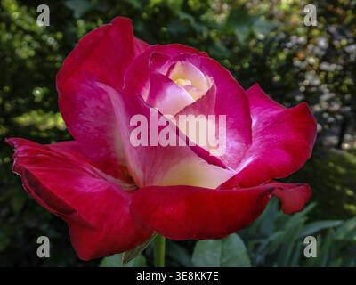 Nahaufnahme von wunderschönem Rot mit weißen Blüten Rose Double Delight vor dem Hintergrund verschwommenes smaragdgrünes Grün. Selektiver Fokus Stockfoto