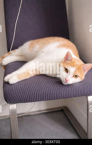 Weiße und Ingwerkatze, die auf einem Stuhl liegt Stockfoto