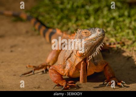 Roter Leguan, Sonnenbaden auf Holz, roter Leguan Nahaufnahme. Stockfoto