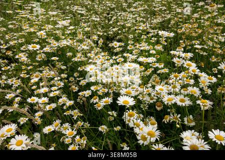 Wildblumen auf einer blühenden Wiese mit weißem Oxeye Daisy Leucanthemum vulgare im Sommer Stockfoto