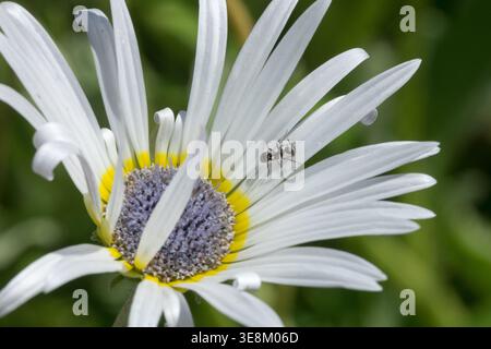 Detail der jährlichen Blume der weißen blauen Augen der afrikanischen Gänseblümchen Arctotis venusta im Sommer Stockfoto