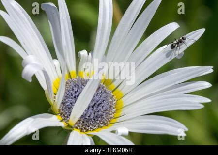 Ameise auf einer weißen afrikanischen Daisy Arctotis venusta Blume in einem Sommergarten Stockfoto