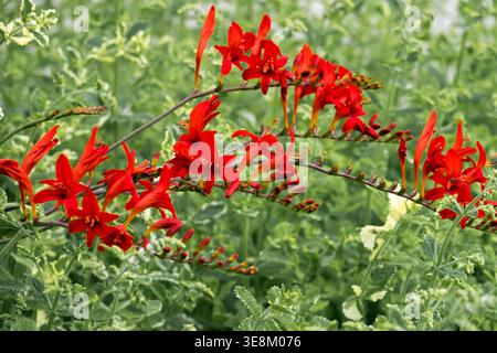 Rot blühende Montbretia Crocosmia x crocosmiiflora 'Lucifer' Staudenpflanze im Sommer Stockfoto