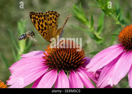 Silbergewaschener fritillarischer Schmetterling Argynnis Paphia und Honigbiene im Flug auf Echinacea purpurea Staudenblüte Stockfoto