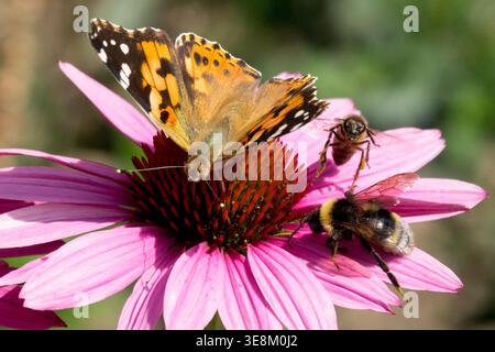 Silbergewaschener fritillarischer Schmetterling Argynnis Paphia und Hummel auf Echinacea purpurea-Staudenblüte Stockfoto