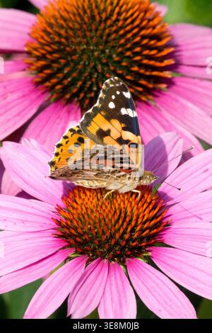 Silbergewaschener fritillärer Schmetterling Argynnis Paphia auf Echinacea purpurea Staudenblüte im Sommer Stockfoto