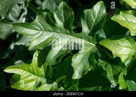 Detail der grün gelappten Blätter der Bärenreife Acanthus hungaricus Dauerpflanze in einem Sommergarten Stockfoto