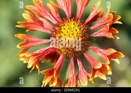 Orange und rot blühende Gaillardia pulchella in einem sonnigen Sommergarten Stockfoto