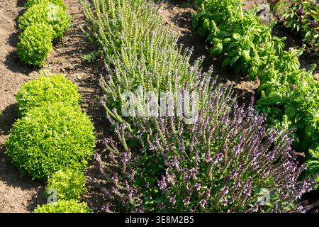 Verschiedene Arten von Basilikum Ocimum basilicum-Pflanzen in einem sonnigen Sommergarten-Kräuterbeet Stockfoto