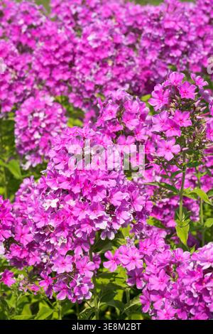 Rosafarbene Blüten von Meadow Phlox Phlox maculata „Alpha“ in voller Blüte in einem sonnendurchfluteten Sommergarten Stockfoto