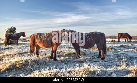 4 Dartmoor Ponys, die in einer frostigen Winterlandschaft mit trübem Himmel grasen. Dartmoor-Nationalpark, Devon, England. Stockfoto