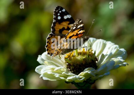 Gemalter Lady-Schmetterling Vanessa Cardui auf weißer Zinnia-Blume in einem sonnendurchfluteten Sommergarten Stockfoto