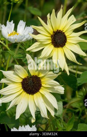 Cremeweiße Sonnenblume Helianthus annuus „Italian White“ in voller Blüte in einem sonnigen Sommergarten Stockfoto