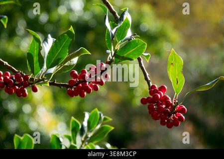 Detail mit roten Beeren und grünen Blättern von Common Holly Ilex aquifolium in einem sonnendurchfluteten Herbstgarten Stockfoto