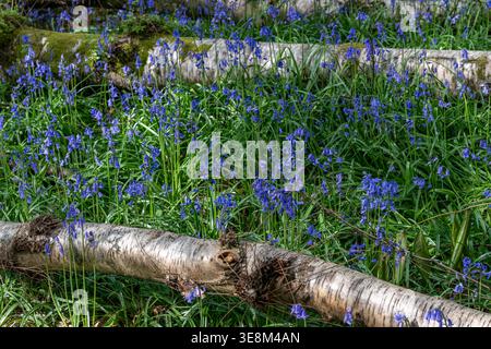 Ein atemberaubend schönes Meer von Bluebells im Wald im Trosley Country Park, im Dorf Vigo, in der Nähe von Gravesend in Kent, Großbritannien. Stockfoto