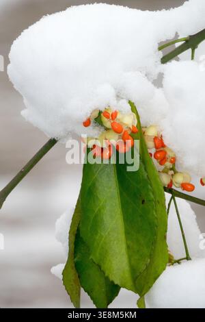 Details von Orangenbeeren und immergrünen Blättern von Fortune's Spindle Euonymus fortunei, die im Winter mit Schnee bedeckt sind Stockfoto