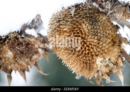 Detail des getrockneten Samenkörpers von Sonnenblume Helianthus annuus bedeckt mit Schnee in einem Wintergarten Stockfoto