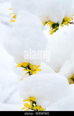 Gelbe Blüten von Winter Jasmin Jasminum nudiflorum blühen unter frischem weißem Schnee in einem Wintergarten Stockfoto