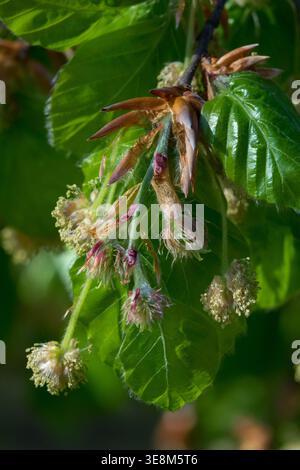 Detail der blühenden europäischen Buche Fagus sylvatica-Baumzweige Stockfoto