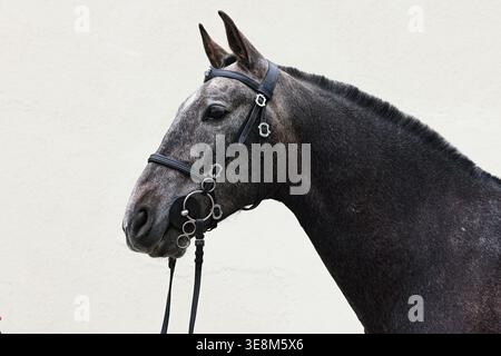Andalusisches Pferdeporträt vor hellem Wandhintergrund Stockfoto