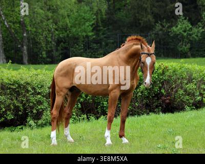 Vollblut-Rennpferd posiert gegen den Sommerpark Stockfoto