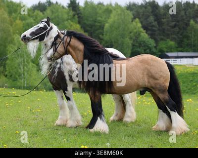 Kombinieren Sie Tinker-Pferde mit einer schönen Mähne in einem sommergrünen Naturporträt Stockfoto