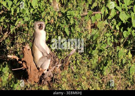 Grüne Meerkatze/Meerkatze/Cercopithecus aethiops Stockfoto