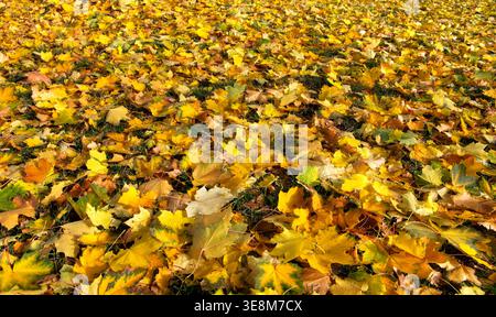 Hochwinkelaufnahme eines dichten Teppichs aus gelben Ahornblättern, der über grünen Rasen verstreut ist. Lebendiges Laub sorgt für eine natürliche Textur. Höhepunkt der Herbstsaison. Stockfoto