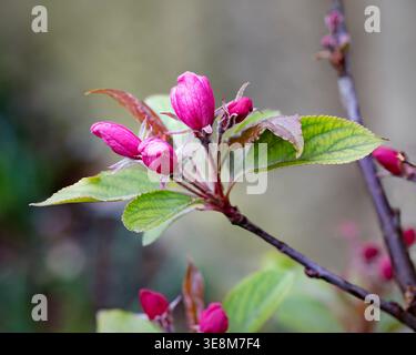 Roter Obelisk, Krabbenapfelblüte, bronzefarbenes Laub, Zierpflanzen, zarte rosa Blüten Stockfoto