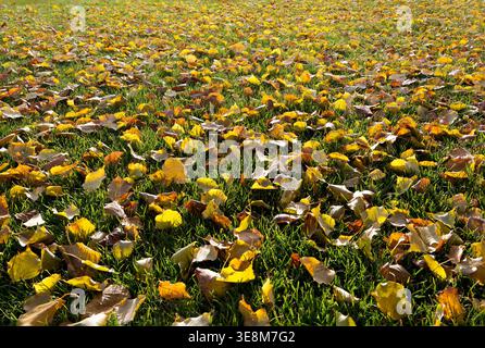 Hochwinkelansicht der gefallenen Ahornblätter, die über gut gepflegtes Grünfeld verteilt sind. Die saisonale Szene zeigt die frühen Stadien der Herbststreu im Park. Stockfoto